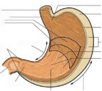 Stomach Anatomy Illustrated