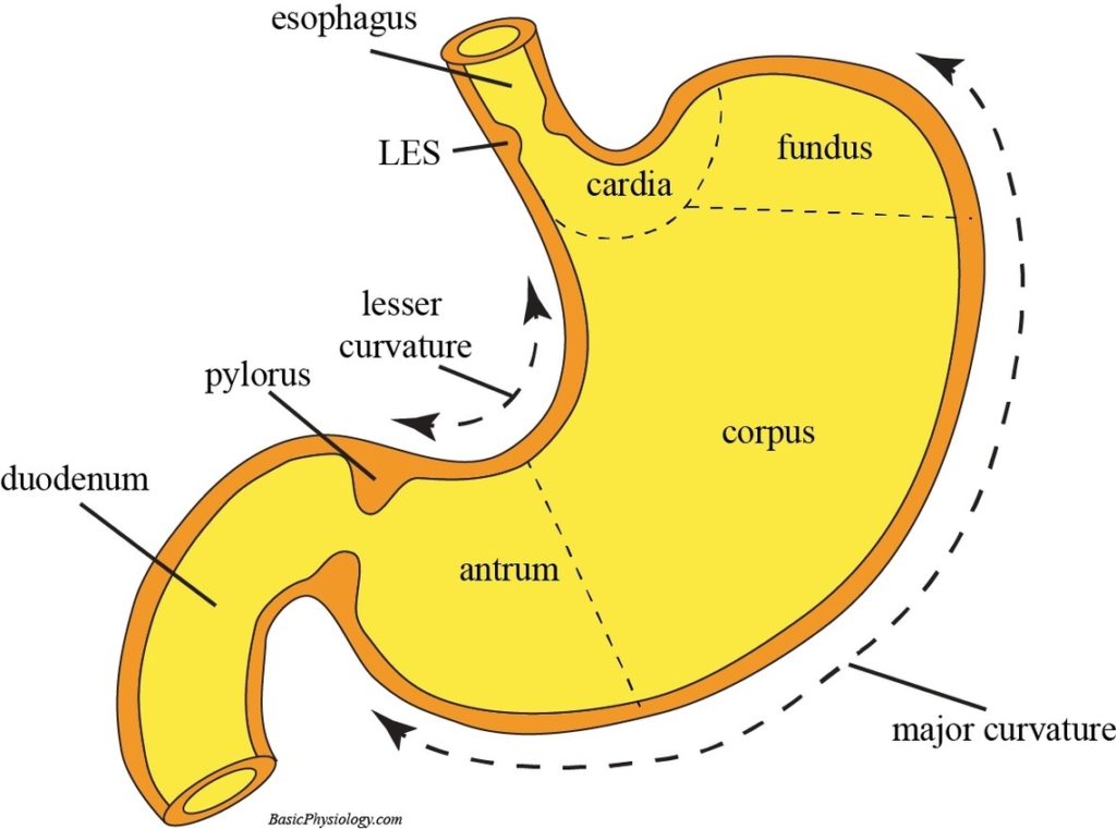 Stomach Anatomy Illustration