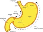 Stomach Anatomy Illustration