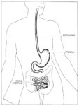 Stomach Clip Art Black And White