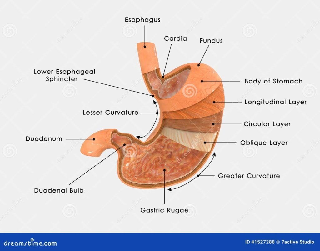 Stomach Diagram Examined