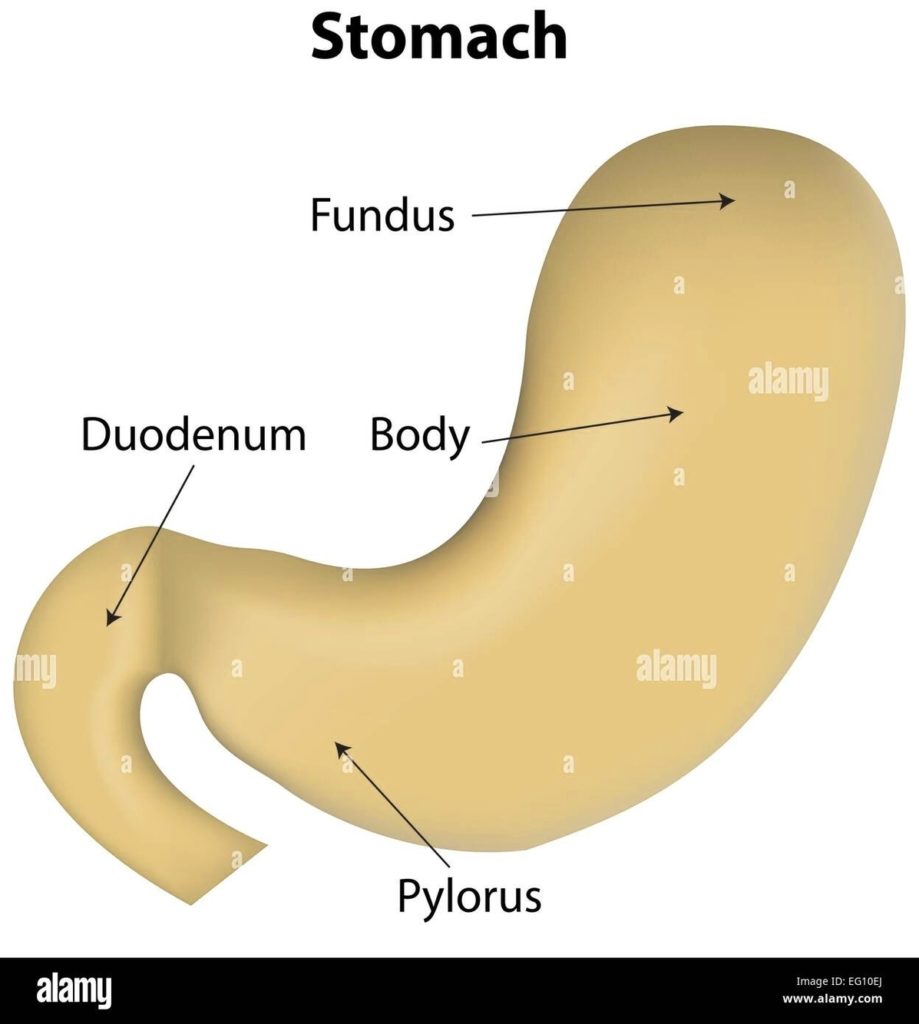 Stomach Diagram Example