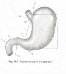 Stomach Diagram Graphic