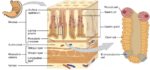 Stomach Histology Represented