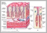 Stomach Lining Image