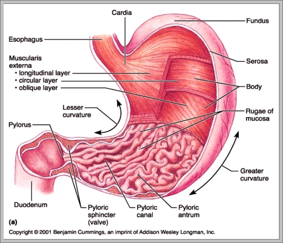 Stomach Location Image