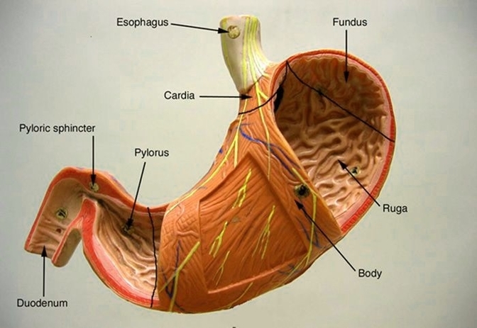 Stomach Model Labeled Definition