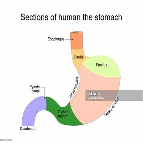 Stomach Structure