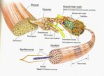 Structure Of A Skeletal Muscle