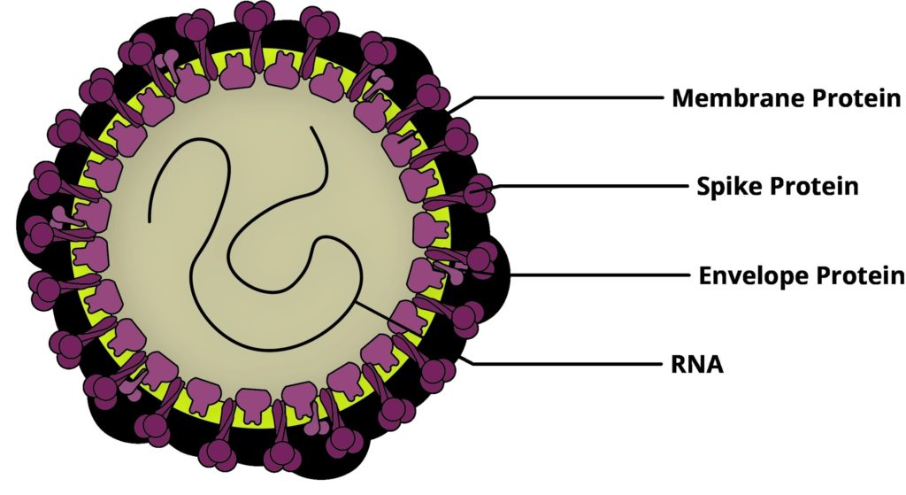 Structure Of Hiv Virus Sample