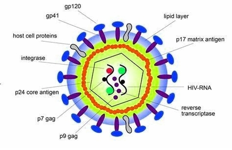 Structure Of Hiv Virus