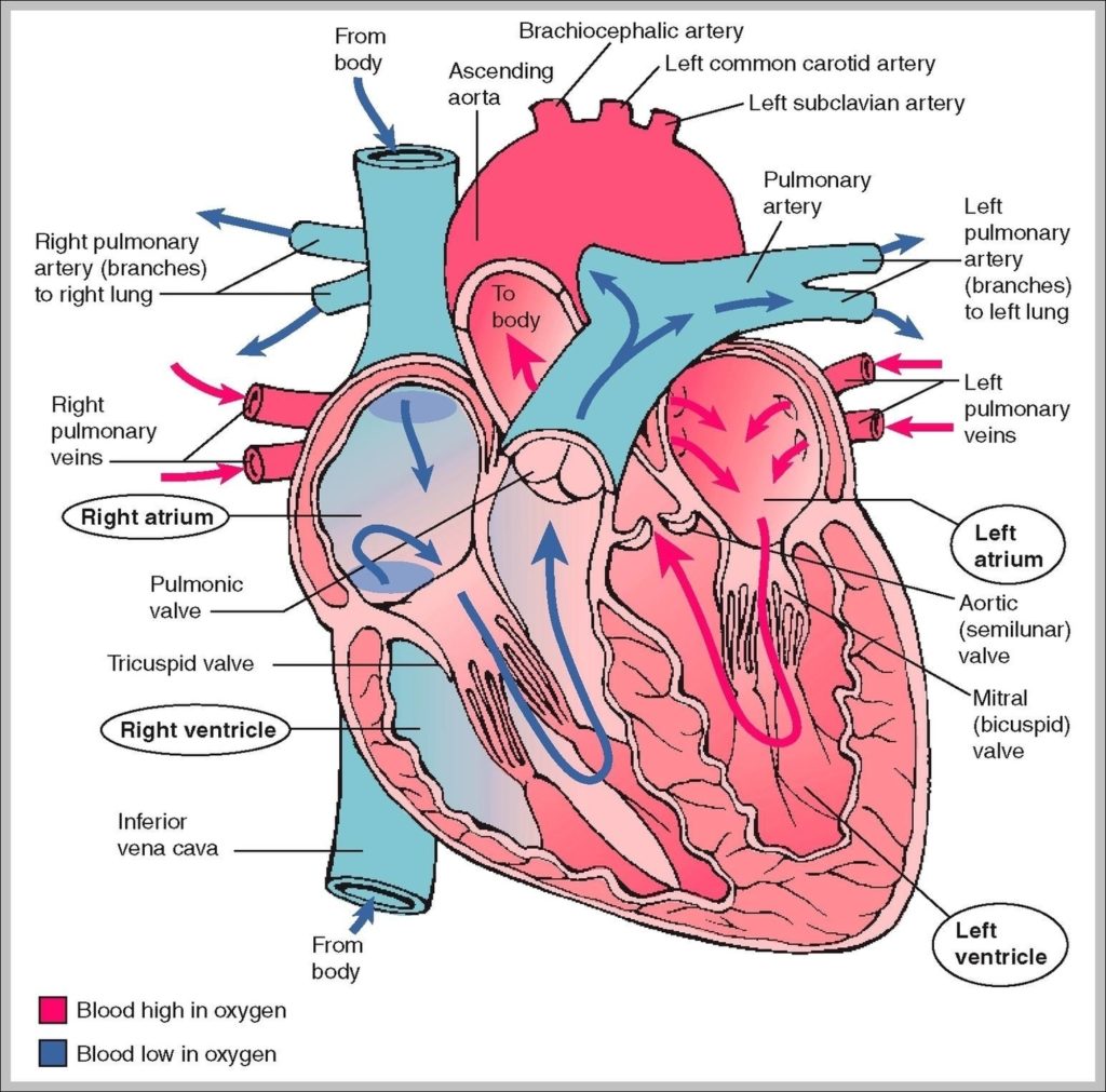 Structure Of The Cardiovascular System Image Anatomy System Human