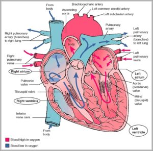 Structure Of The Cardiovascular System Image | Anatomy System - Human ...