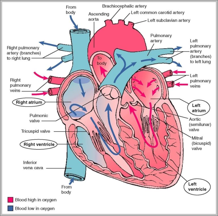 Structure Of The Cardiovascular System Image | Anatomy System - Human ...