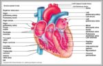 Structure Of The Heart Image