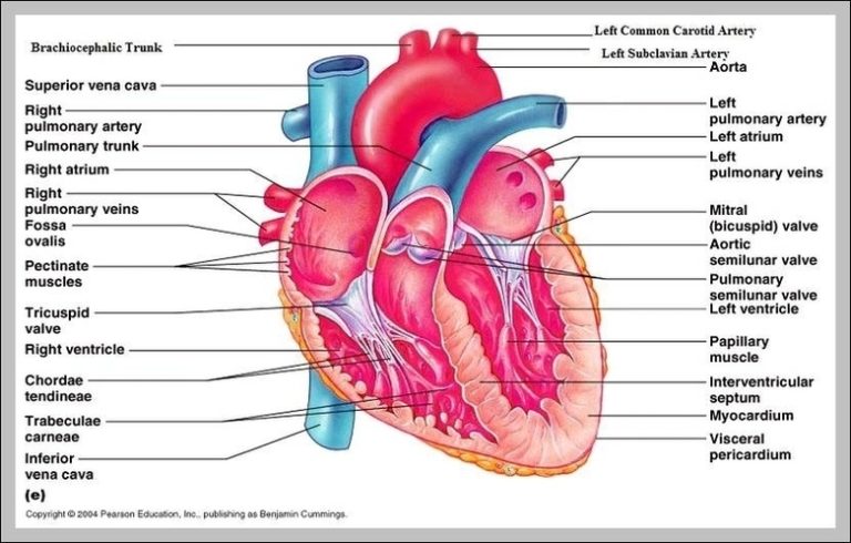 Structure Of The Heart Image | Anatomy System - Human Body Anatomy ...