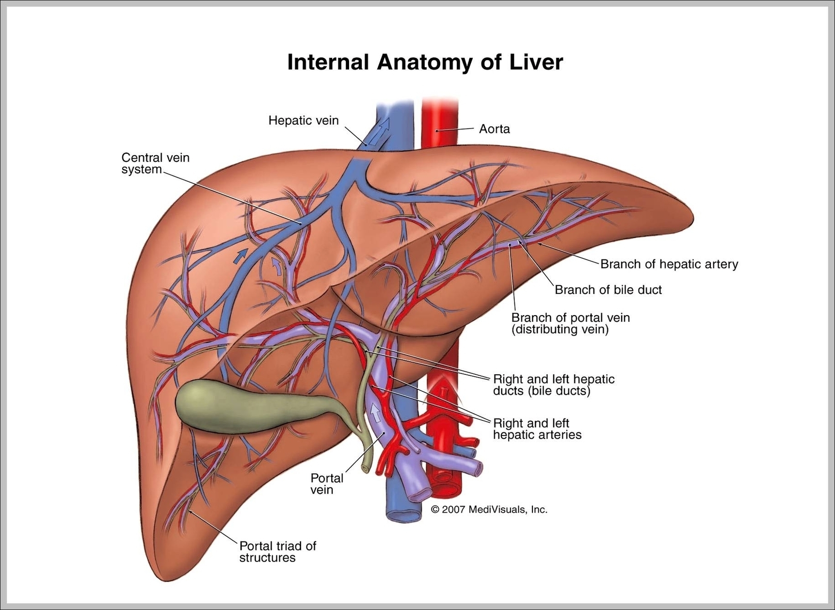 Structure Of The Liver Image