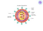 Structure Of Virus