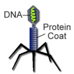 Structure Of Viruses Study