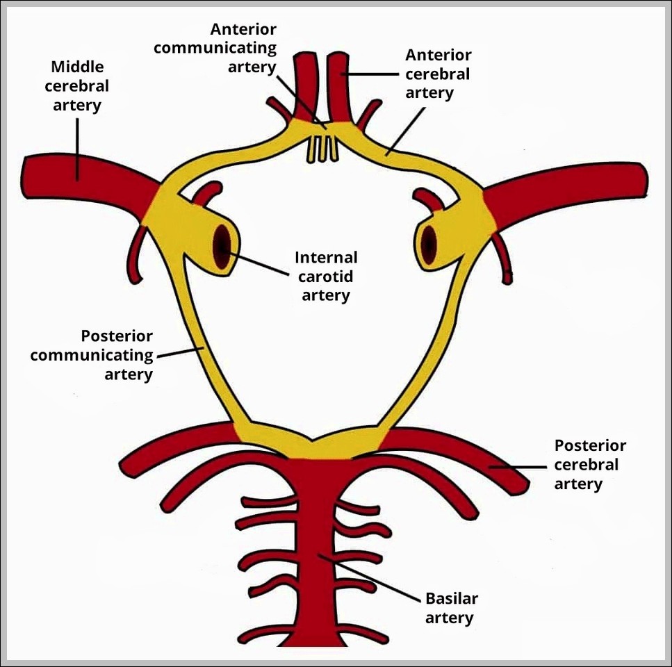 Structure of the Circle of Willis Diagram