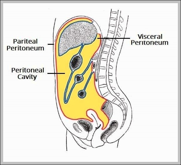 Structure of the Peritoneum and Peritoneal Cavity Diagram