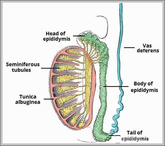 Structure of the Testes and Epididymis Diagram