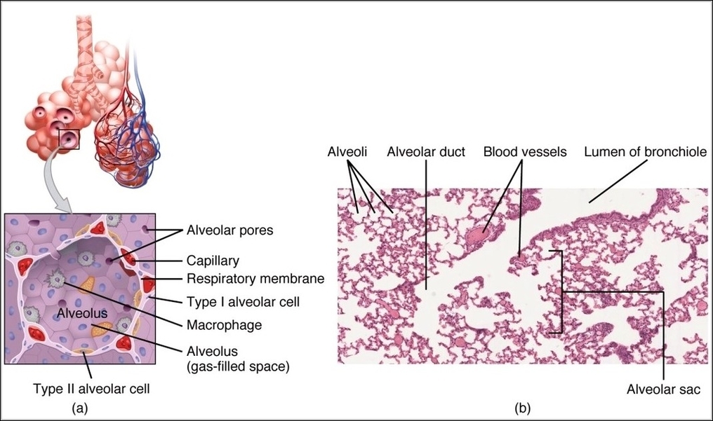 Structures of the Respiratory Zone