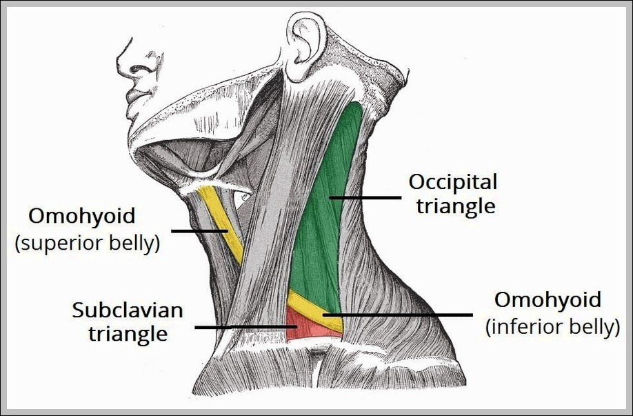 Subdivisions of the Posterior Triangle of the Neck Subclavian Triangle and Occipital Triangle Diagram