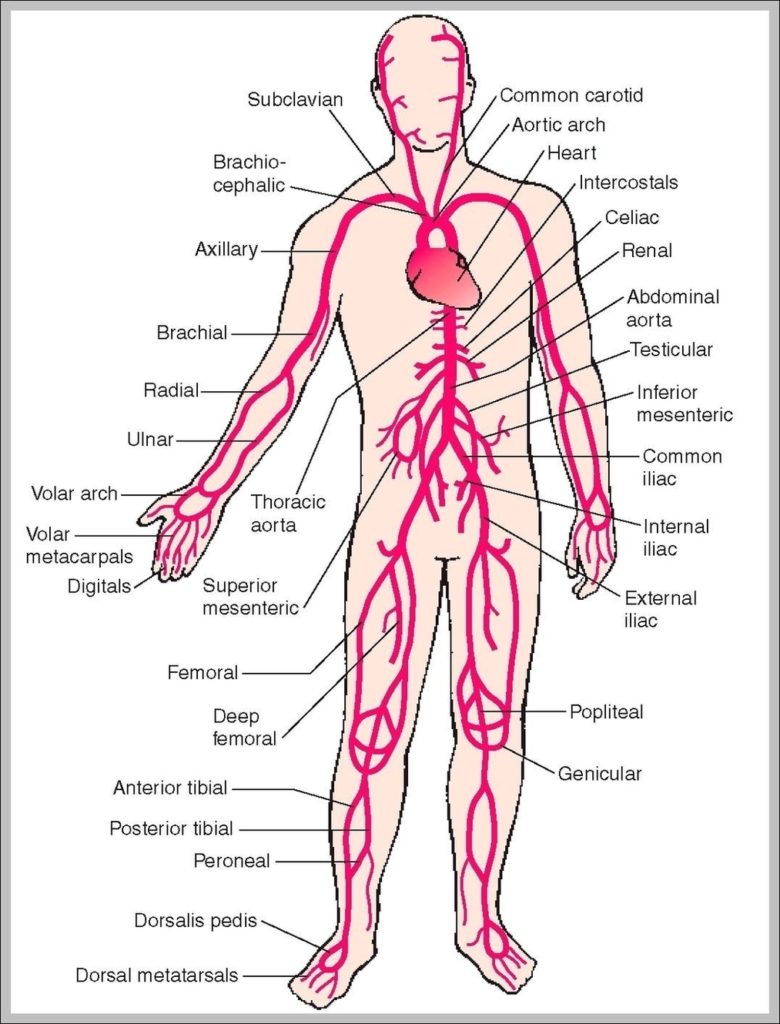 System Of The Body Image