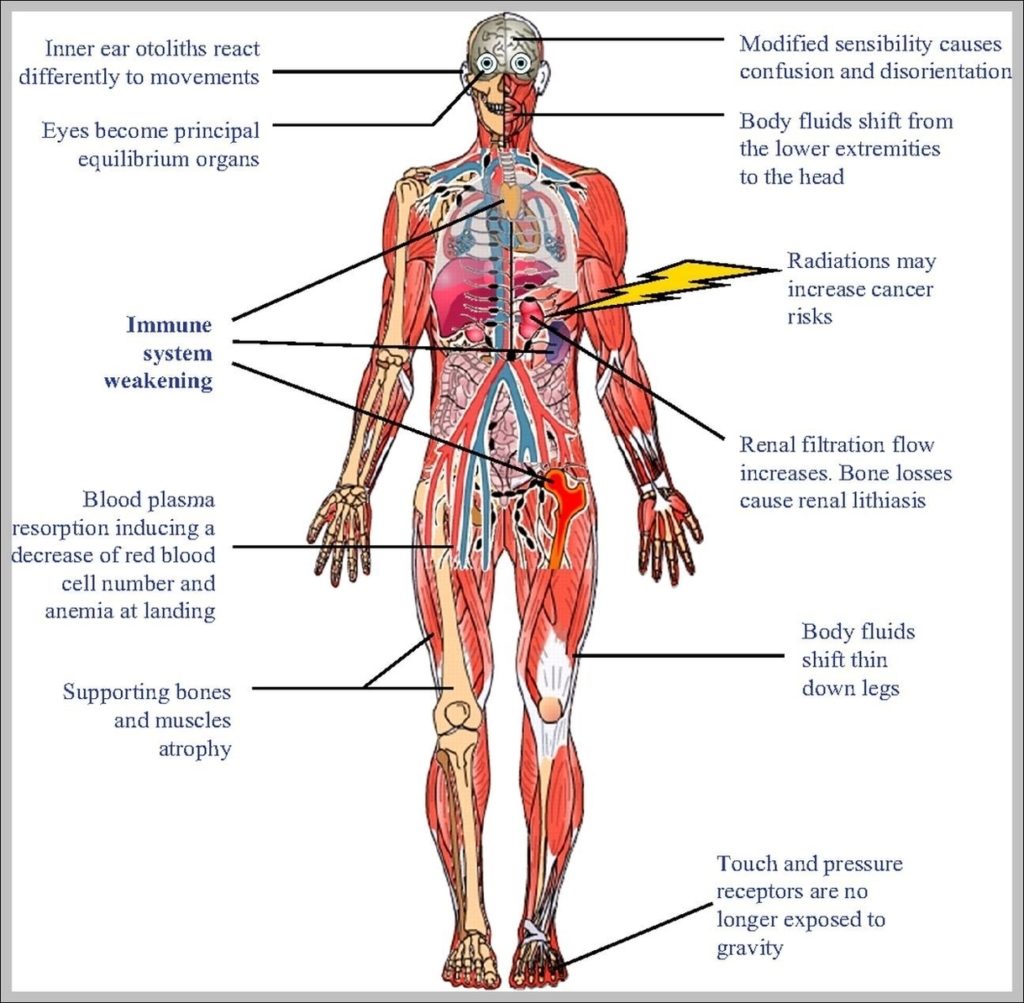 Systems In The Body Image