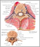 T 11 Vertebrae Image