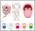 Taste Buds On Tongue Diagram Image