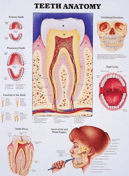 Teeth anatomy explained