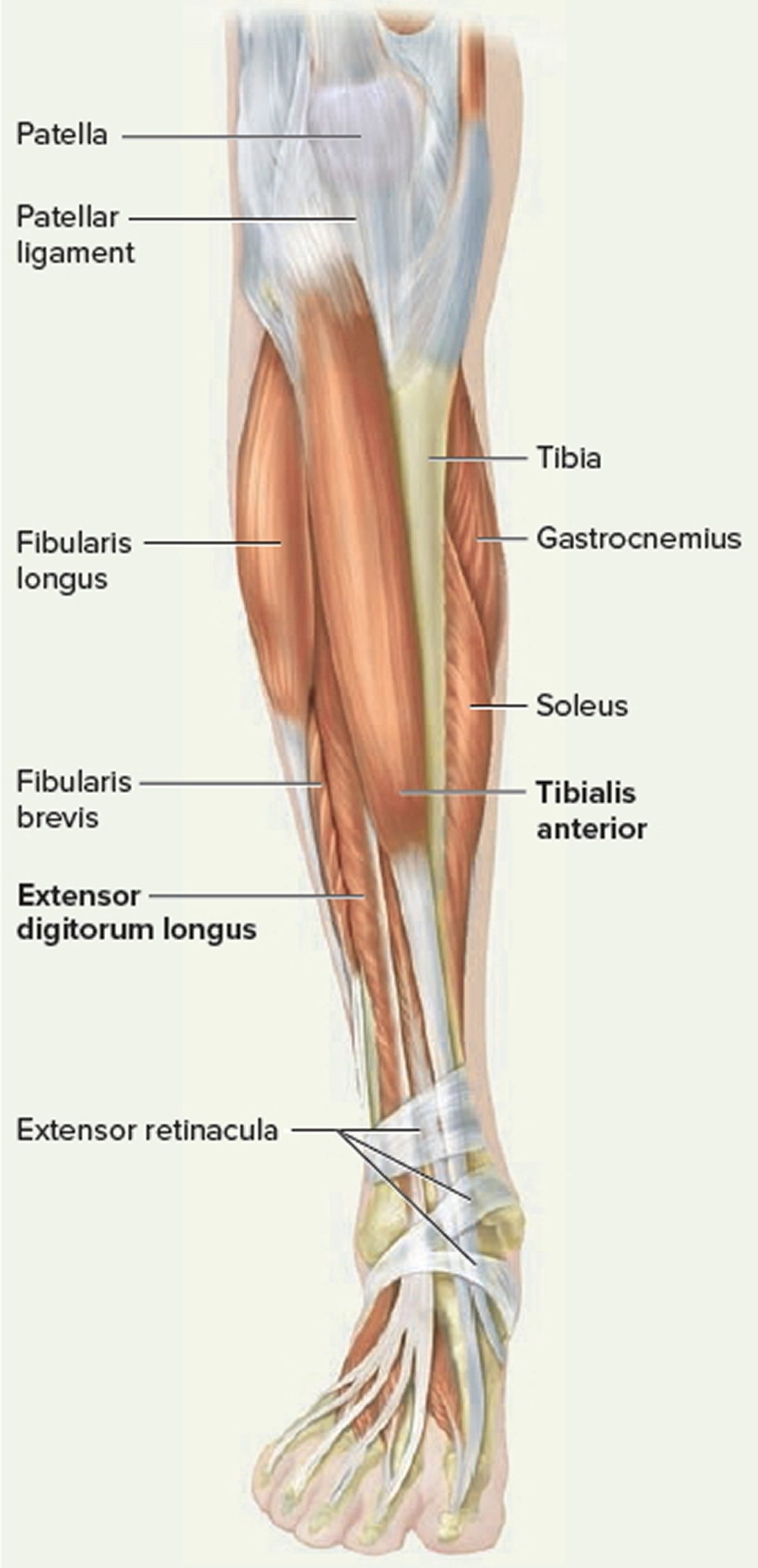 Tendons Of Leg And Foot