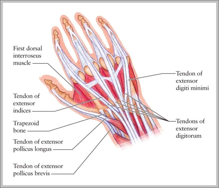 Tendons Of The Hand And Wrist Image Anatomy System Human Body