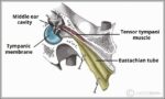 Tensor Tympani Muscle Middle Ear Diagram