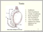 Testis Image