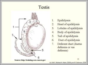 Testis Image | Anatomy System - Human Body Anatomy diagram and chart images