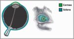 The Cornea and Sclera of the Eye Fibrous Layer Diagram