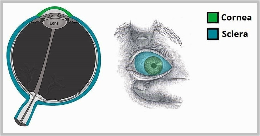 The Cornea and Sclera of the Eye Fibrous Layer Diagram