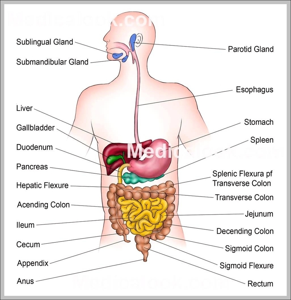 The Digestion System Image