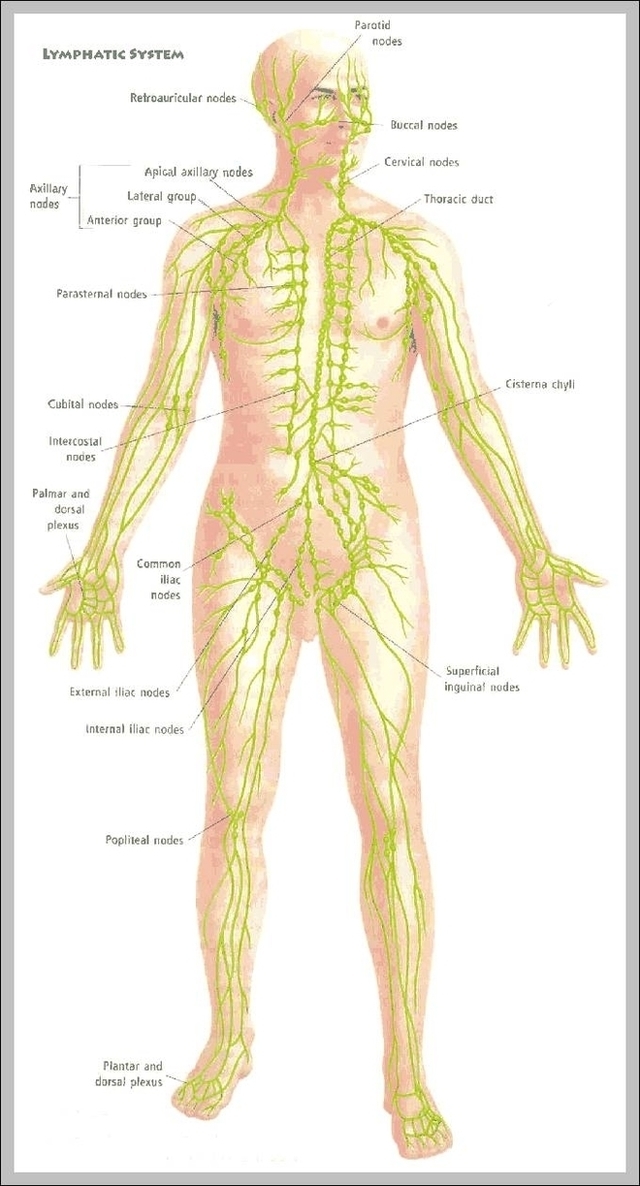 The Endocrine System Diagram Image