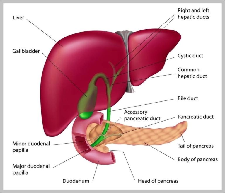 The Function Of The Gallbladder Image | Anatomy System - Human Body ...