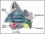 The Hard and Soft Palate Diagram