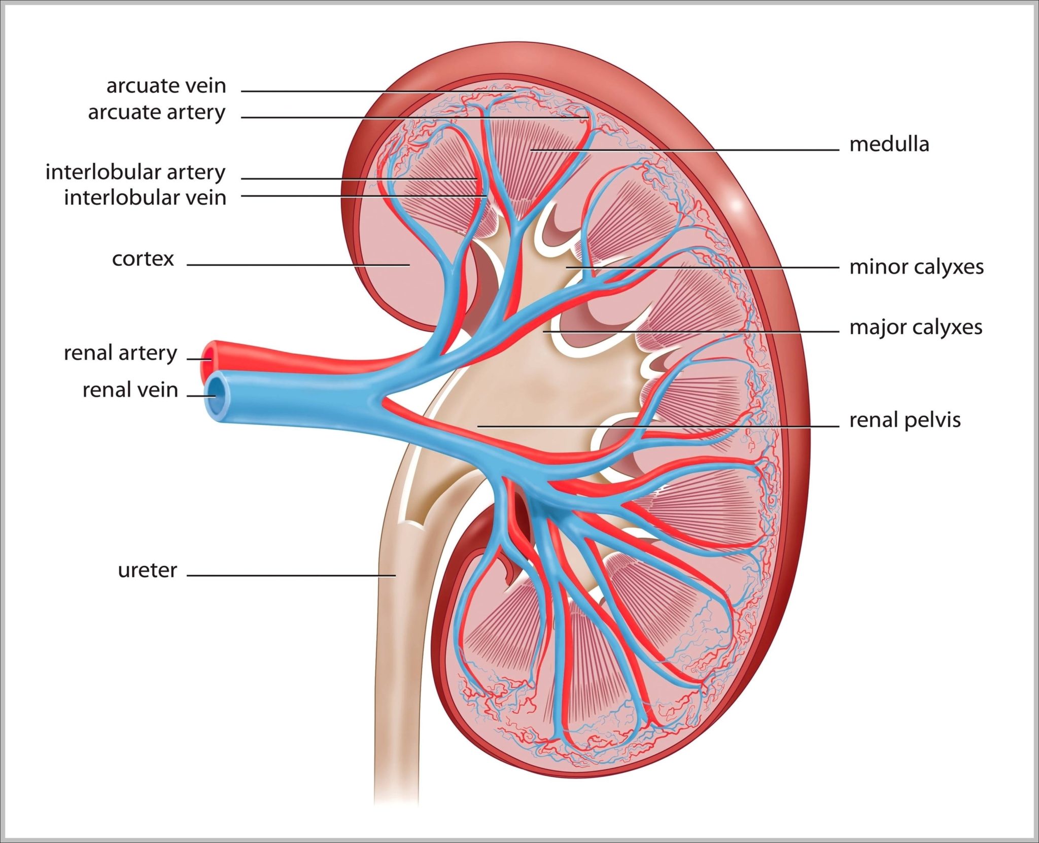 The Kidney Image Anatomy System Human Body Anatomy diagram and