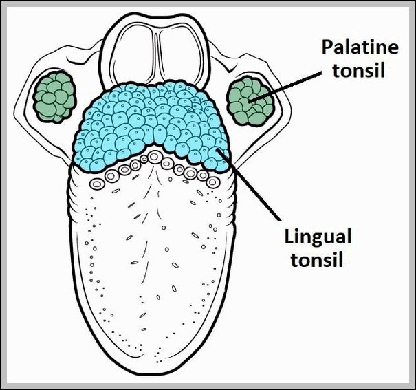 The Lingual Tonsil Waldeyers Ring Diagram