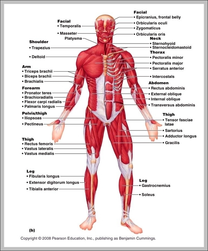 The Muscular System Diagram Image