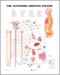 The Nervous System Chart Image