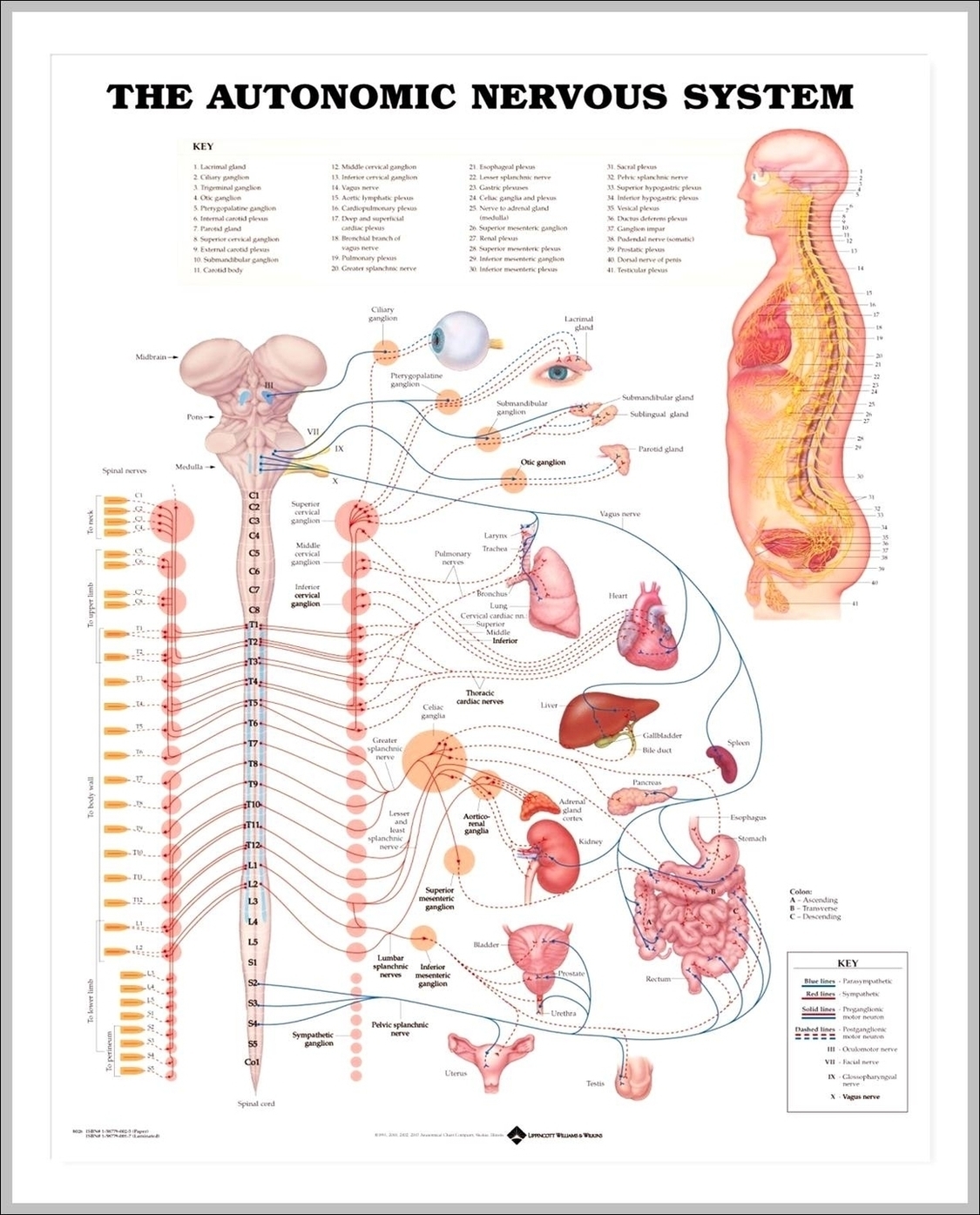The Nervous System Chart Image