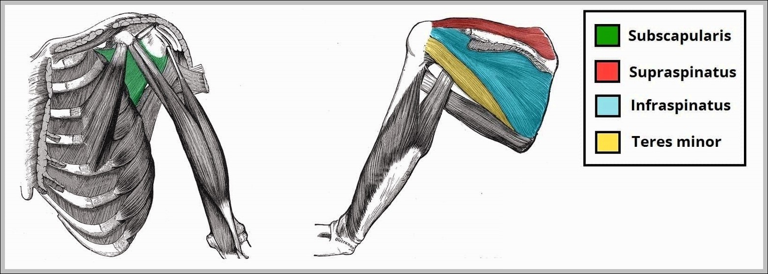 The Rotator Cuff Muscles of the Shoulder Joint Diagram
